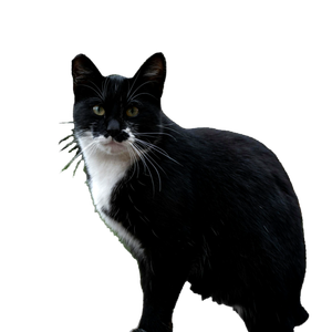 A Black And White Tuxedo Cat Sitting Outdoors In A Lush Garden, Embodying Curiosity And Elegance. 18765 - Cat PNG image with transparent background